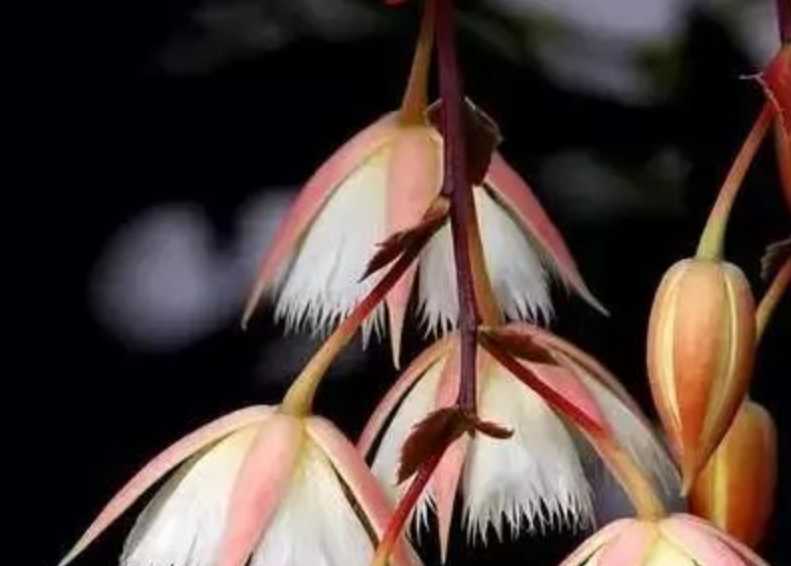 The Alluring Blooms of the Elaeocarpus: A Floral Delight